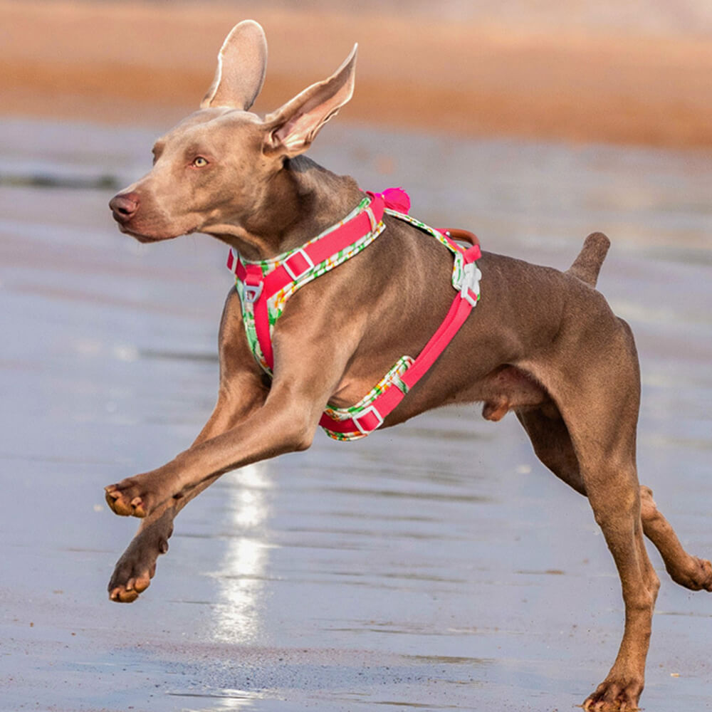 Ensemble Harnais Antidérapant pour Grand Chien avec Sangle de Promenade et Sac de Marche