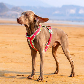 Ensemble Harnais Antidérapant pour Grand Chien avec Sangle de Promenade et Sac de Marche