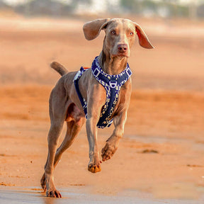 Ensemble Harnais Antidérapant pour Grand Chien avec Sangle de Promenade et Sac de Marche