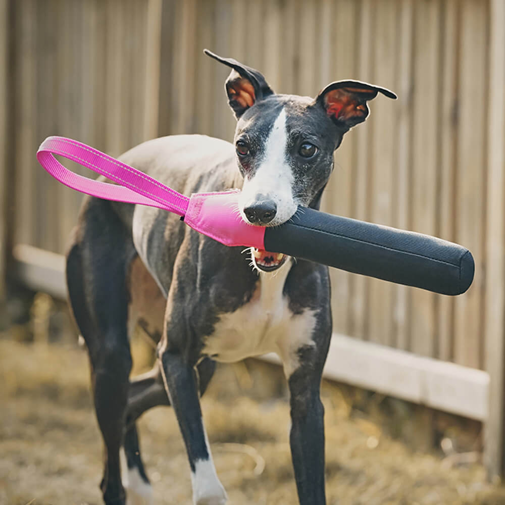 Jouet interactif ultra-résistant flottant pour chien