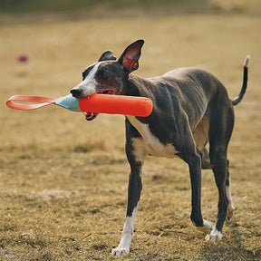 Jouet interactif ultra-résistant flottant pour chien