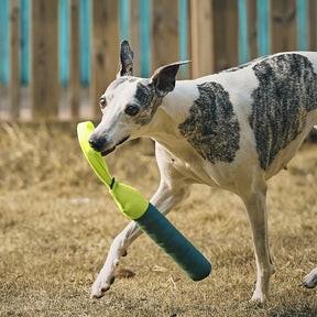 Jouet interactif ultra-résistant flottant pour chien