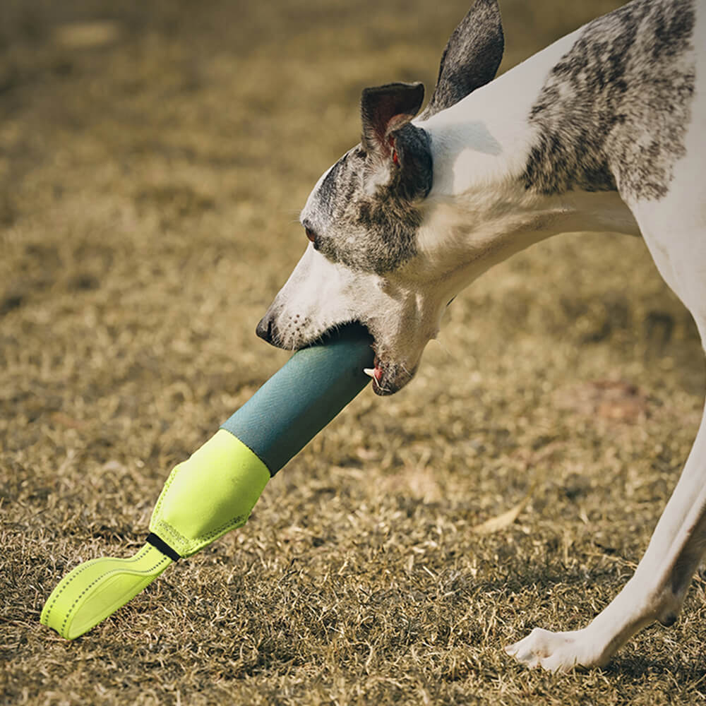 Jouet interactif ultra-résistant flottant pour chien