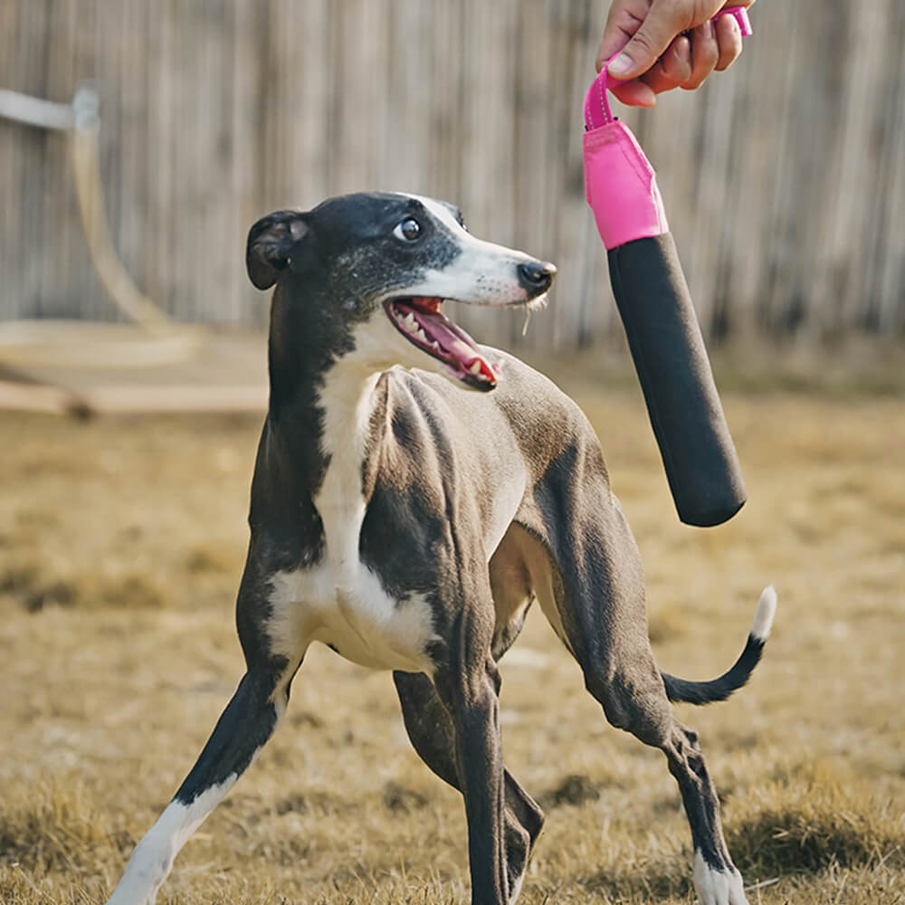 Jouet interactif ultra-résistant flottant pour chien