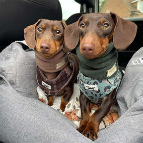 Siège auto pour Chien - Première Classe