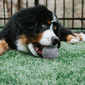 Jouet pour chien Cosmos Distributeur Balle Entraînement