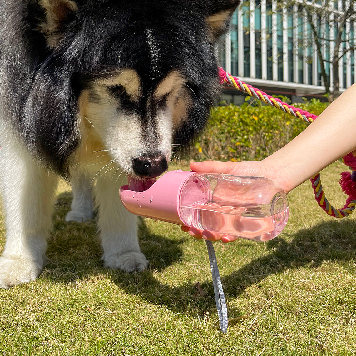 Bouteille d'eau portable pour chien