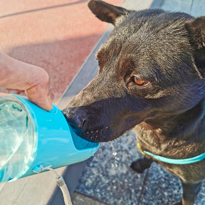 Bouteille d'eau portable pour chien