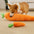 Jouet grinçant en peluche pour chien en forme de carotte