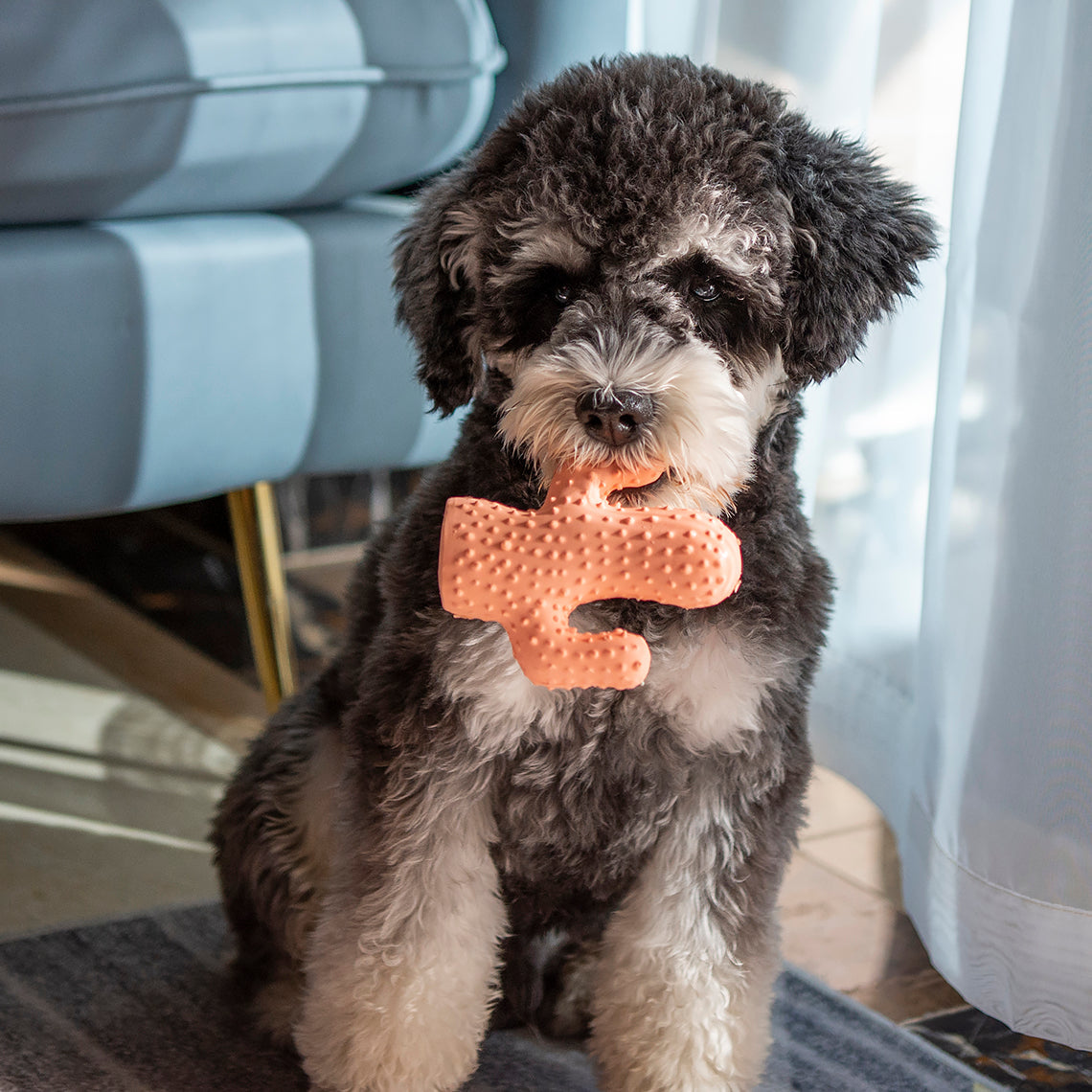 Jouet grinçant en forme de cactus pour chien