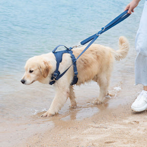 Laisse pour chien en gomme