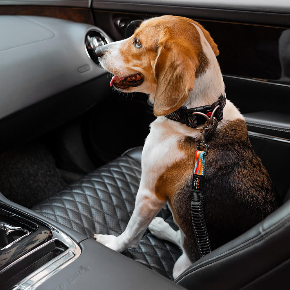 Ceinture de sécurité pour chien ajustable et colorée