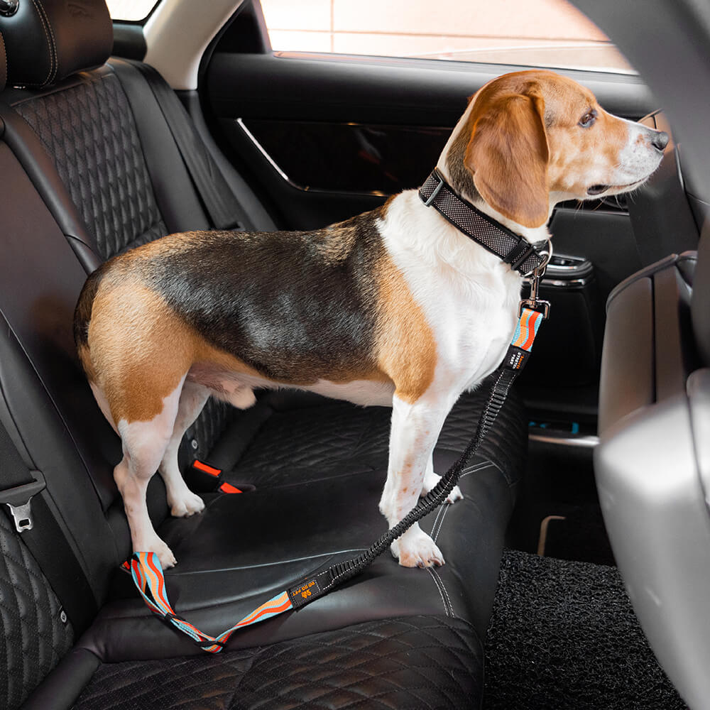 Ceinture de sécurité pour chien ajustable et colorée