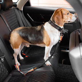 Ceinture de sécurité pour chien ajustable et colorée