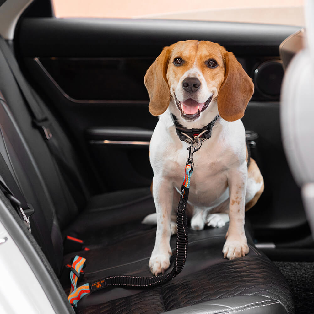 Ceinture de sécurité pour chien ajustable et colorée