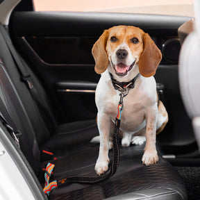 Ceinture de sécurité pour chien ajustable et colorée
