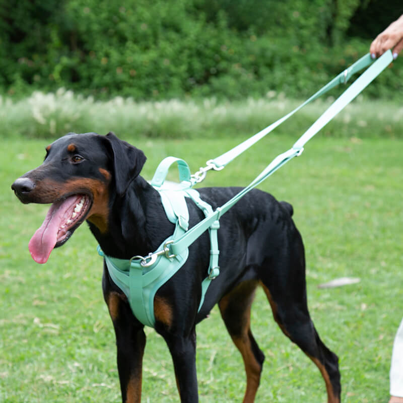 Laisse pour chien en gomme