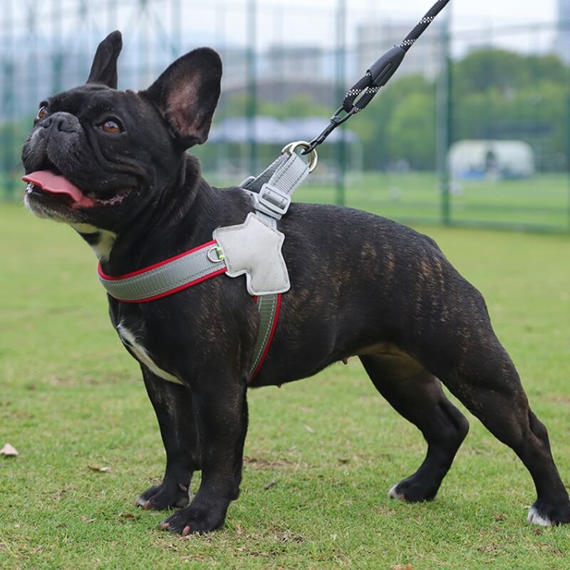 Harnais pour chien réglable