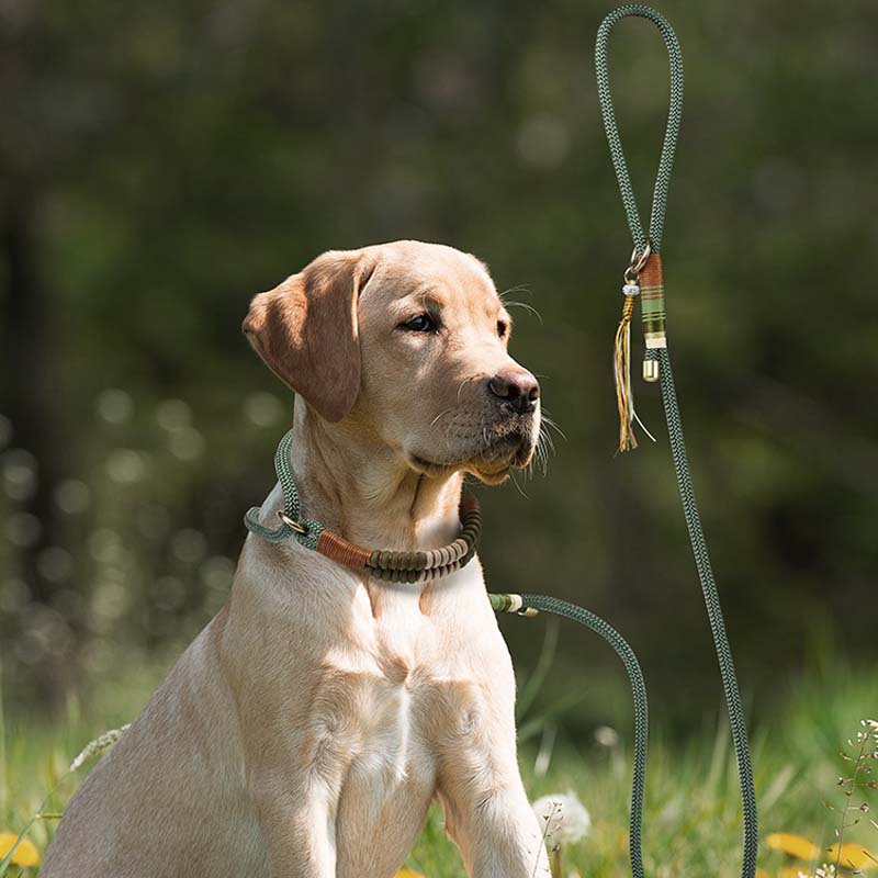 Laisse et collier pour chien en corde tricotée à la main