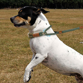 Laisse et collier pour chien en corde tricotée à la main