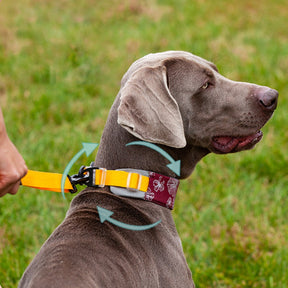 Collier pour chien élégant et confortable