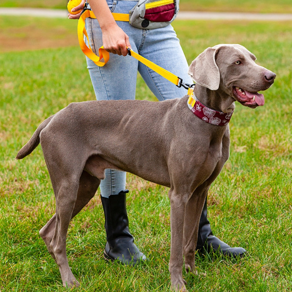 Collier pour chien élégant et confortable