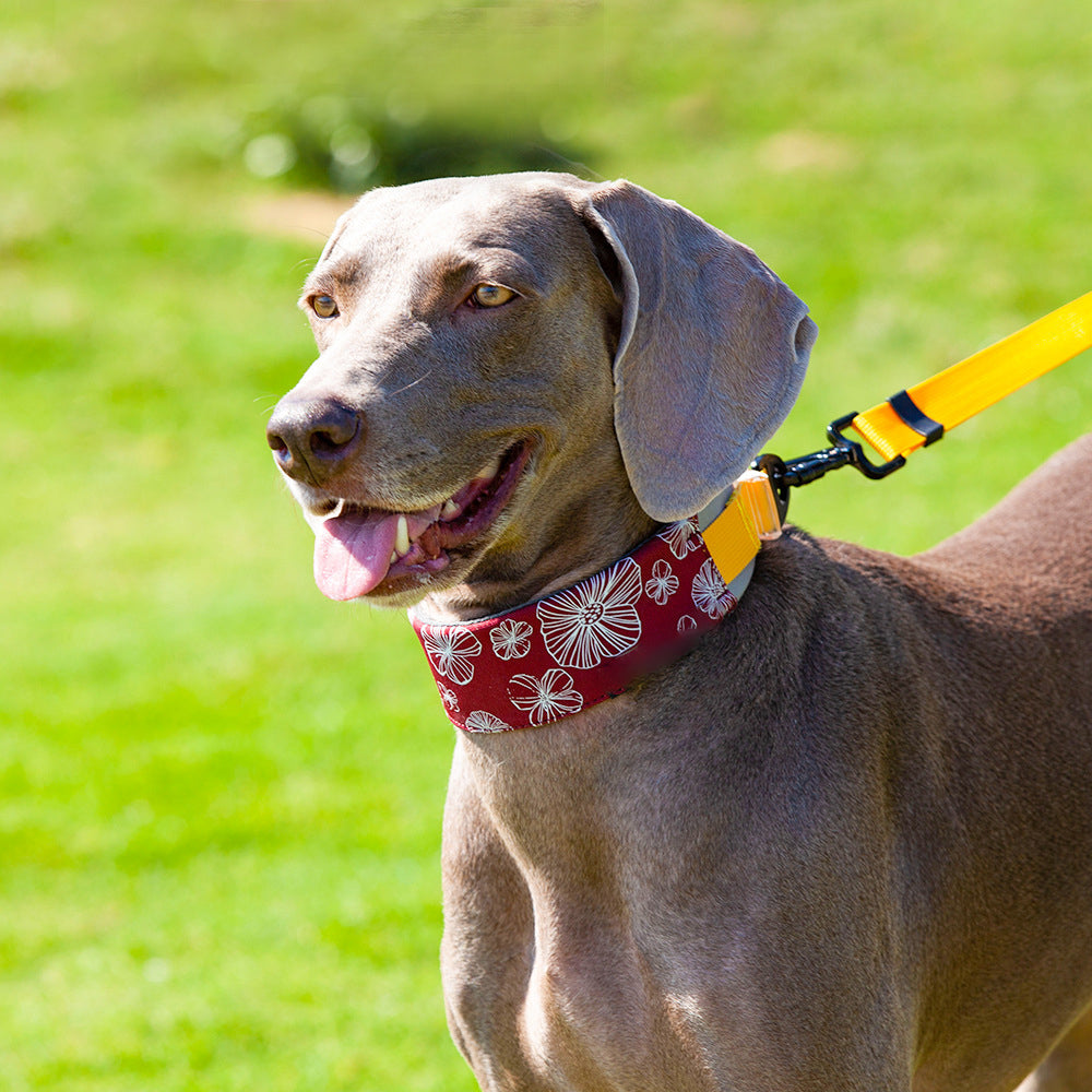 Collier pour chien élégant et confortable