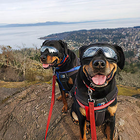 Lunettes de protection pour grand chien