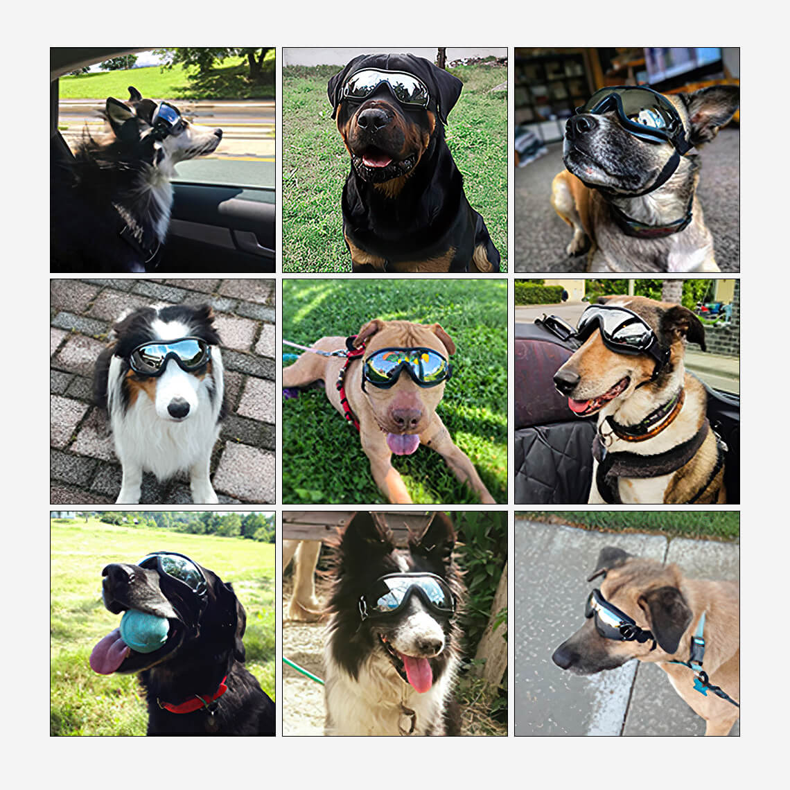 Lunettes de protection pour grand chien